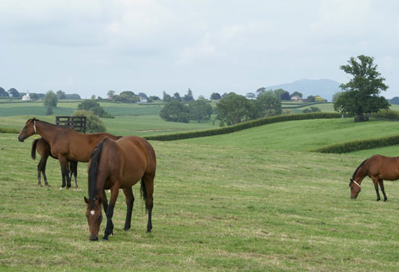 Nearco Stud Who We Are Services Providers